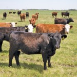 Cattle at Southern Cross Livestock.