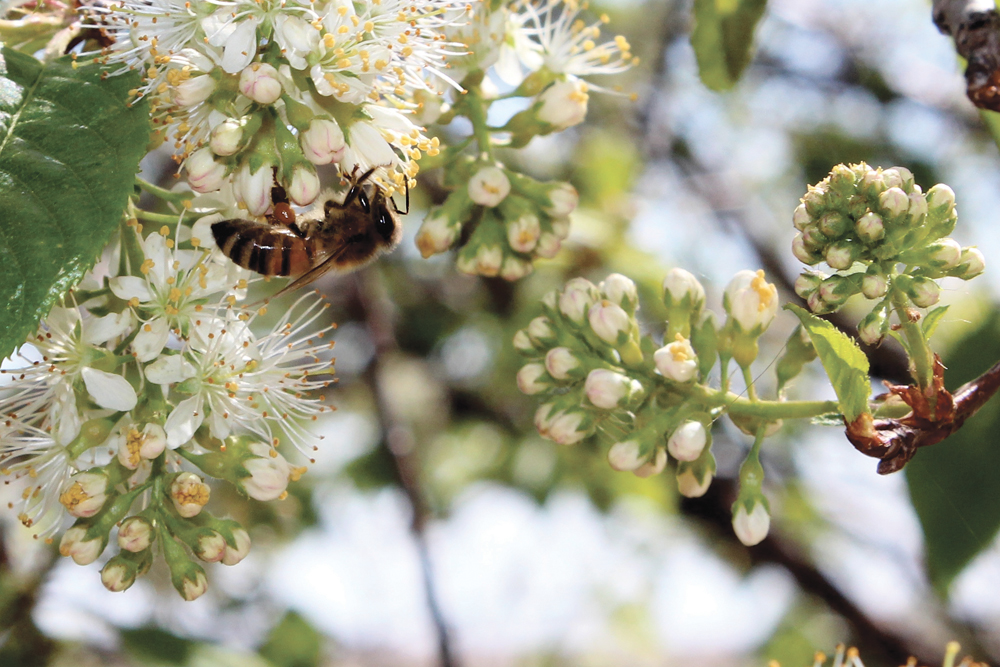 honey bee pollinating a flower