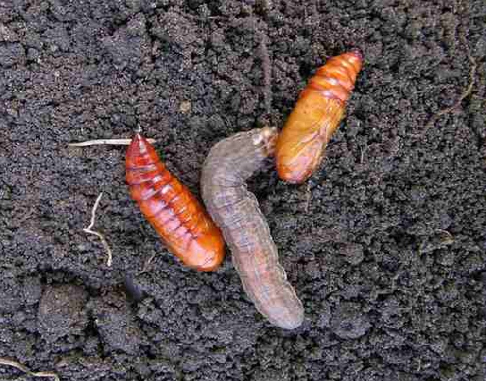 Pupae and larva of redbacked cutworm