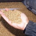 wheat in farmer's hand