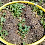 Much of Manitoba’s reseeded canola is looking “impressive,” the Canola Council of Canada’s Angela Brackenreed said during the Westman webinar June 17. 