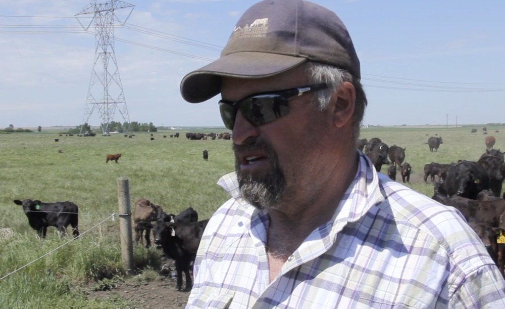 Doug Wray, Alberta cattle producer