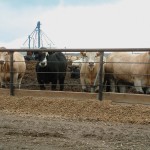 cattle in a feedlot