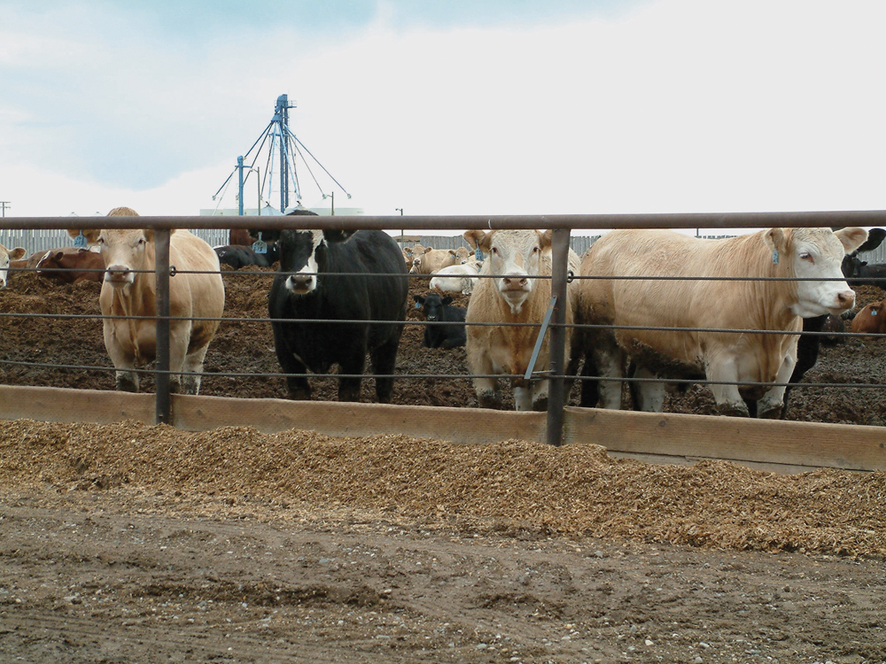 cattle in a feedlot