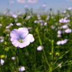 flax flower