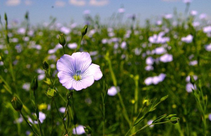 flax flower