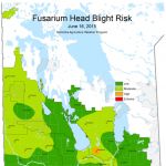 fusarium head blight risk in Manitoba