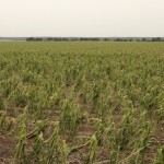 corn crop destroyed by hail