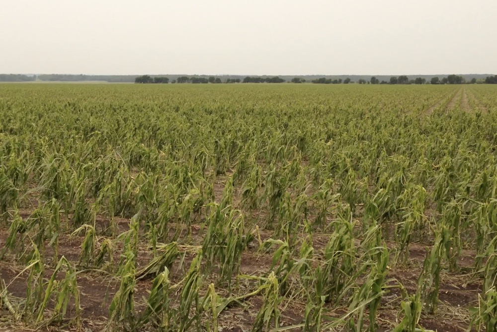 corn crop destroyed by hail