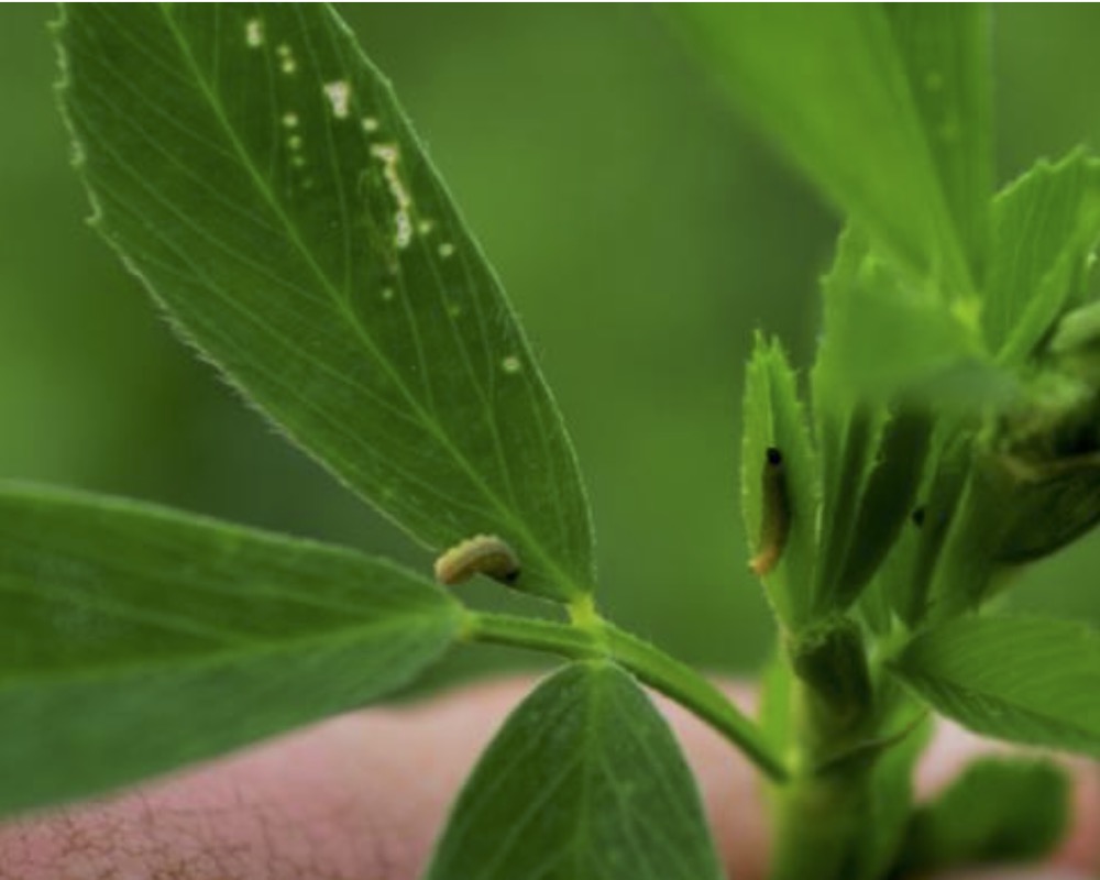 alfalfa weevil on an alfalfa leaf
