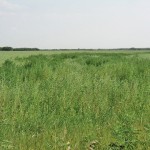 kochia weeds in a farmer's field