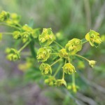 leafy spurge weed