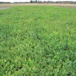 A pea – oat – tillage radish cover crop seeded in early August, pictured on October 17.