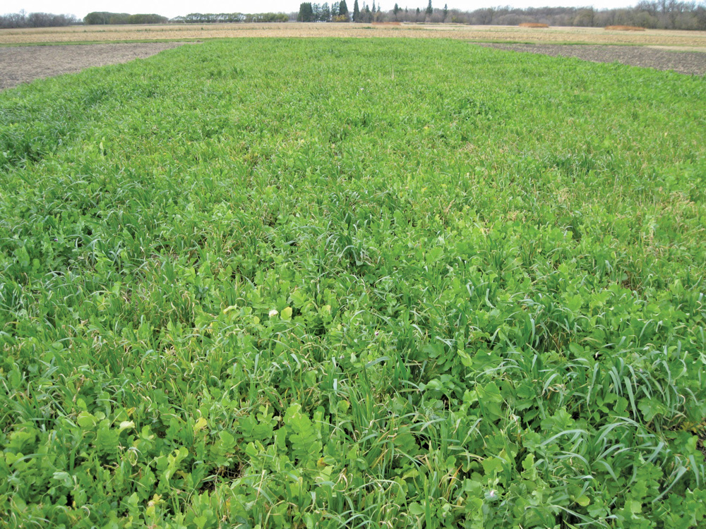 tillage radish cover crop