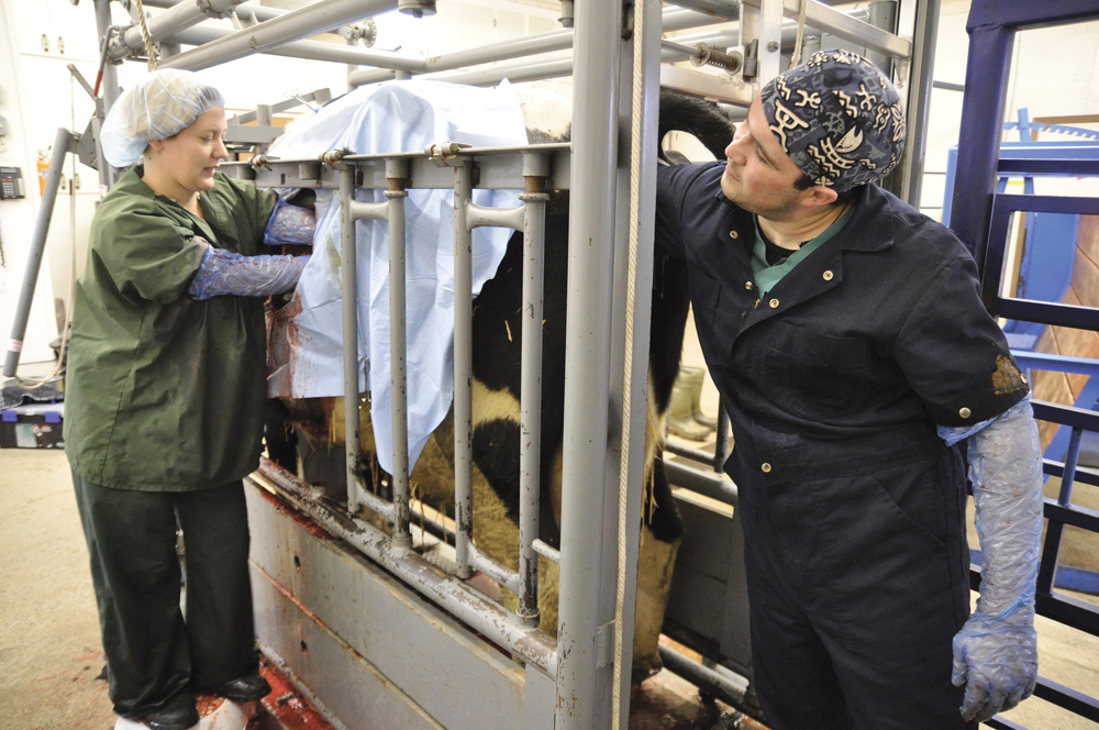 two veterinarians working on a cow