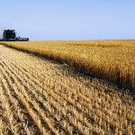 farmer combining wheat