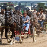 It all started with horses. Tractors line up as Ray Cook of Neepawa, Man. drives his sulky plow as the horse-powered portion makes it's way around the track.