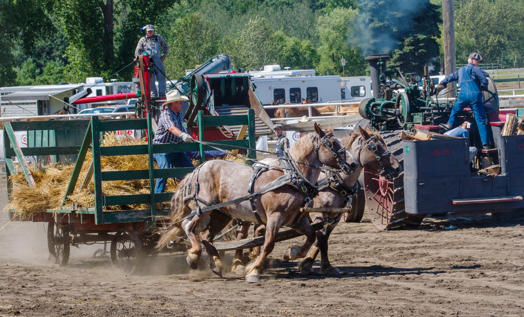 Gorden Nelson of Austin, Man. drives his Belgian team, Sam and Sassey, with a load of sheaths to the gas-powered tractor threshing unit. Gas team were the winners on July 24.