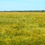 Crop fields throughout the Tilston, Reston and Virden areas were visibly damaged following the July 27 tornado.