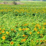 Crop fields throughout the Tilston, Reston and Virden areas were visibly damaged following the July 27 tornado.