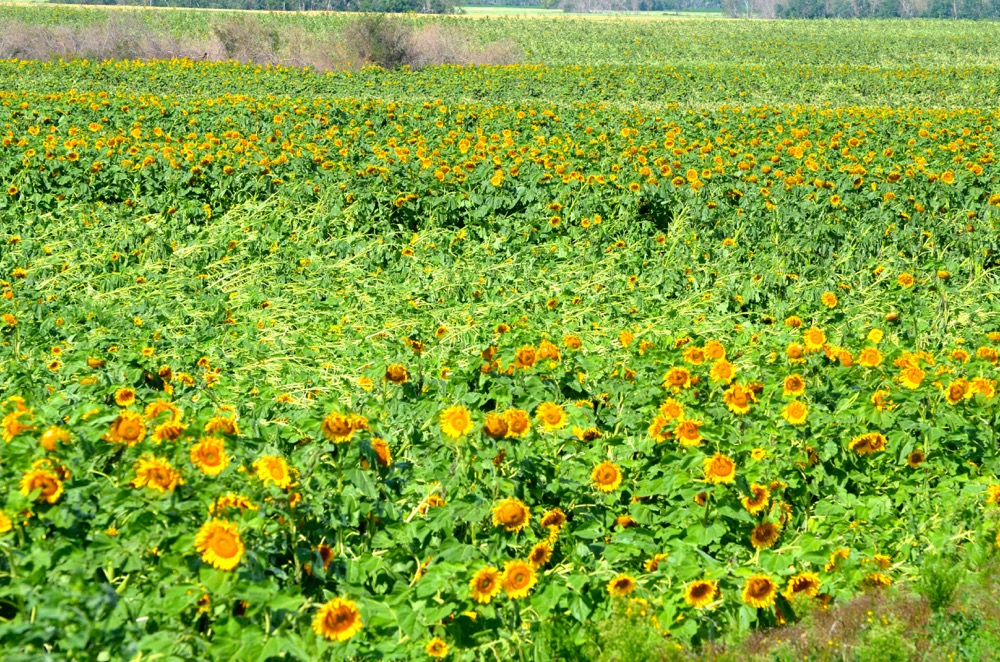 Crop fields throughout the Tilston, Reston and Virden areas were visibly damaged following the July 27 tornado.