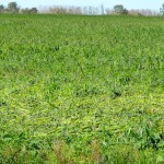 Crop fields throughout the Tilston, Reston and Virden areas were visibly damaged following the July 27 tornado.