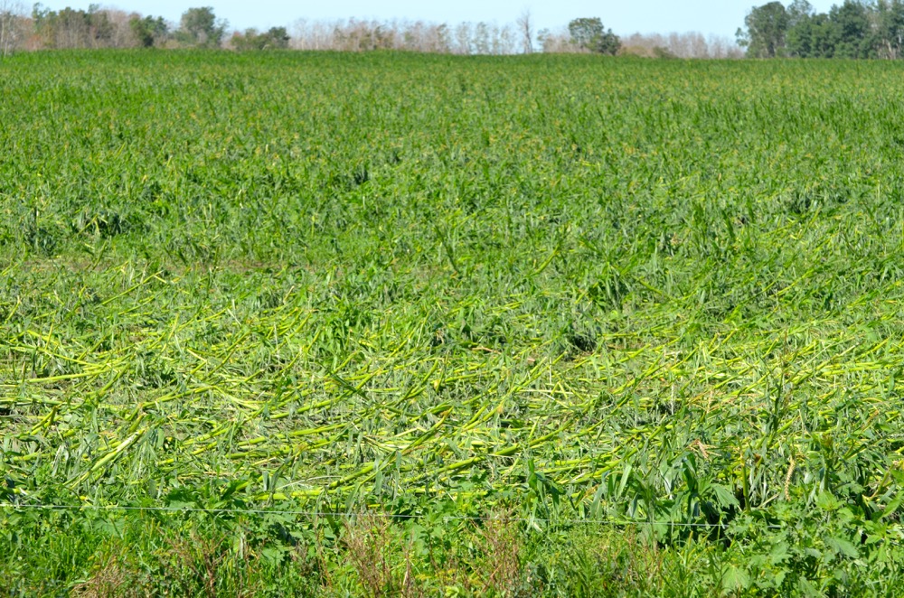 Crop fields throughout the Tilston, Reston and Virden areas were visibly damaged following the July 27 tornado.