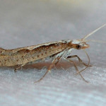 Genetically modified diamondback moth offers pest control hope