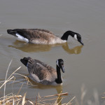 What will your choice be for Canada’s national bird?