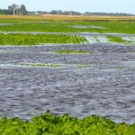 Seventy-five millimeters of rain fell in a very short period of time, drowning out some croplands in the Virden area.