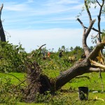 More than a dozen trees were uprooted on the Raynor couple's property.