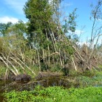 The tornado left a string of damage and debris in its wake from Tilston to northeast of Virden.