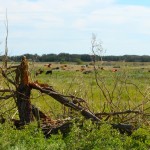 The tornado left a string of damage and debris in its wake from Tilston to northeast of Virden.