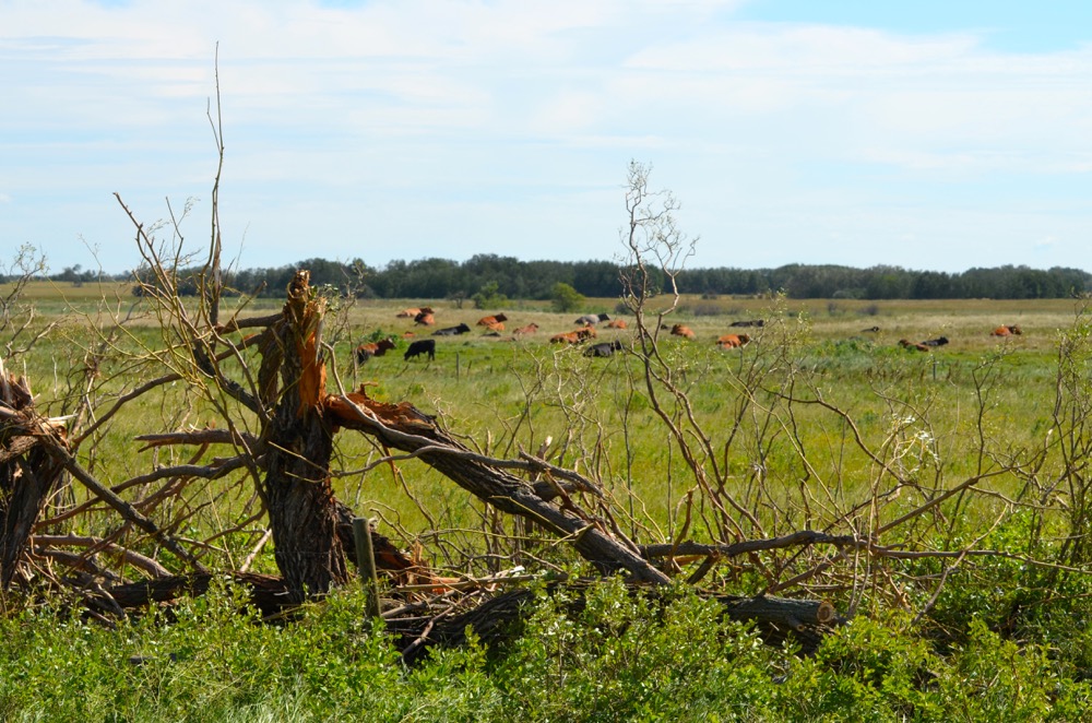 The tornado left a string of damage and debris in its wake from Tilston to northeast of Virden.