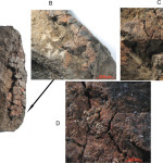 A milk and ochre paint mixture used 49,000 years ago at Sibudu, South Africa. Researchers used chemical analysis to determine the origins of paint flakes found on ancient stones.