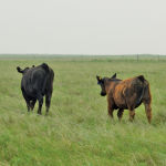 Brandon-area farmer, Brett McRae recently began trialling an intensive grazing plan.