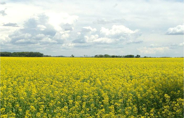 canola field