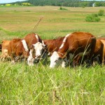 It’s prime time for anthrax, so keep a close eye on your cattle