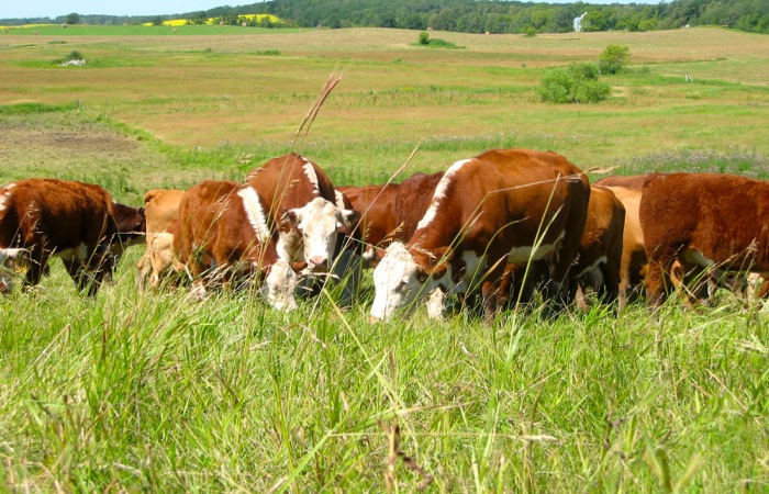 It’s prime time for anthrax, so keep a close eye on your cattle