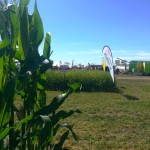 Dupont corn plots standing tall at the Ag in Motion site.
