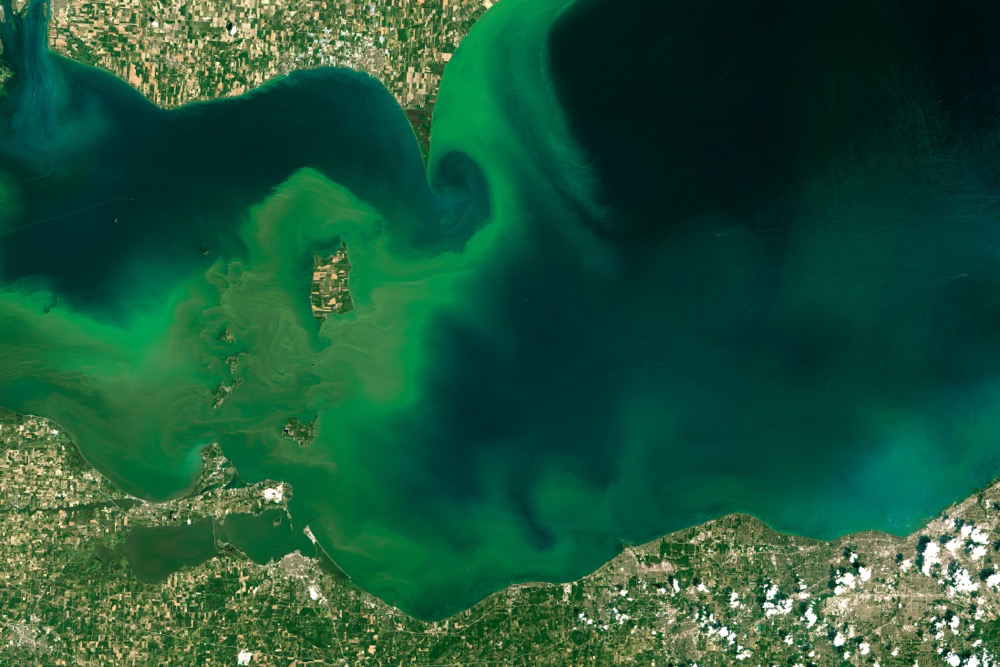 Photo taken on July 28, 2015 from NASA’s Operational Land Imager (OLI) on Landsat 8 showing algal blooms on Lake Erie.