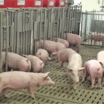 Agriculture and Agri-Food Canada is working to develop a commercially available precision feeder.