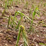 This cornfield north of Miami was one of many pulverized by hail June 27. More fields received hail July 4.