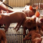 pigs on the farm