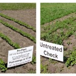 crop trial plots