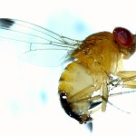 Spotted wing drosophila (SWD) is a vinegar (fruit) fly of East Asian origin that can damage many crops by piercing healthy fruit and laying its eggs.