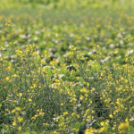 Volunteer canola grows amid soybean test plots.