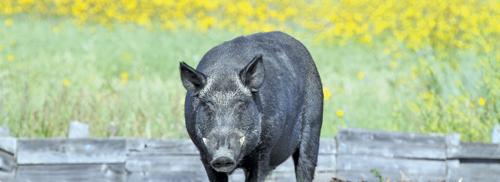 Researchers believe wild boars are more prevalent than many people realize.