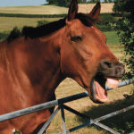 Horses use similar facial muscles to humans, suggesting an evolutionary parallel in how horses and humans use the face to communicate.