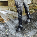 If an injury is left to heal as an open wound, hosing the wound for 20 minutes daily encourages further healing. This process can be repeated every day for weeks after the injury depending on the wound’s progress.